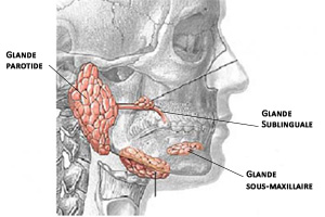 glande